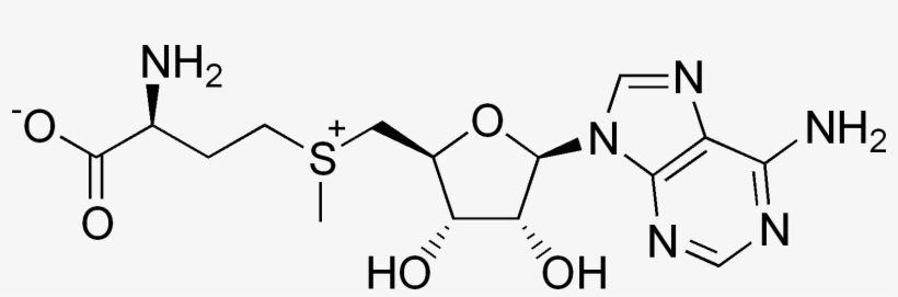 S-adenosylmethionine, A Source Of Methyl Groups In - S Adenosyl Methionine, transparent png download