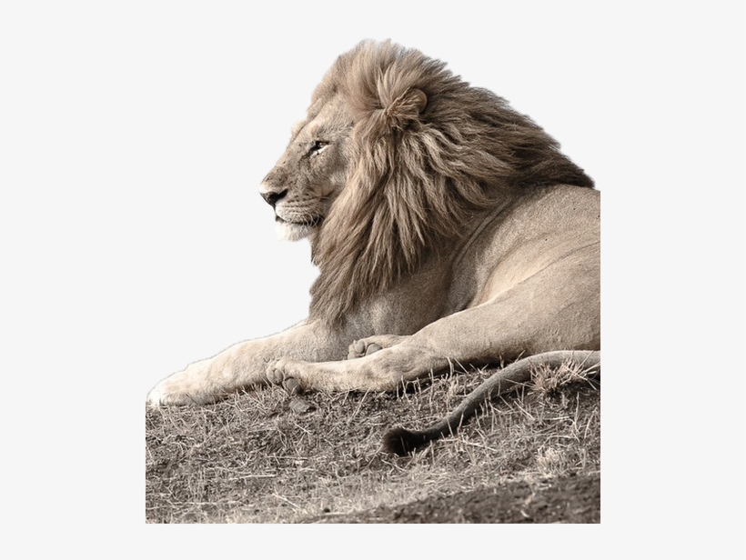 Surveying The Kingdom - Lion Of Judah, transparent png download