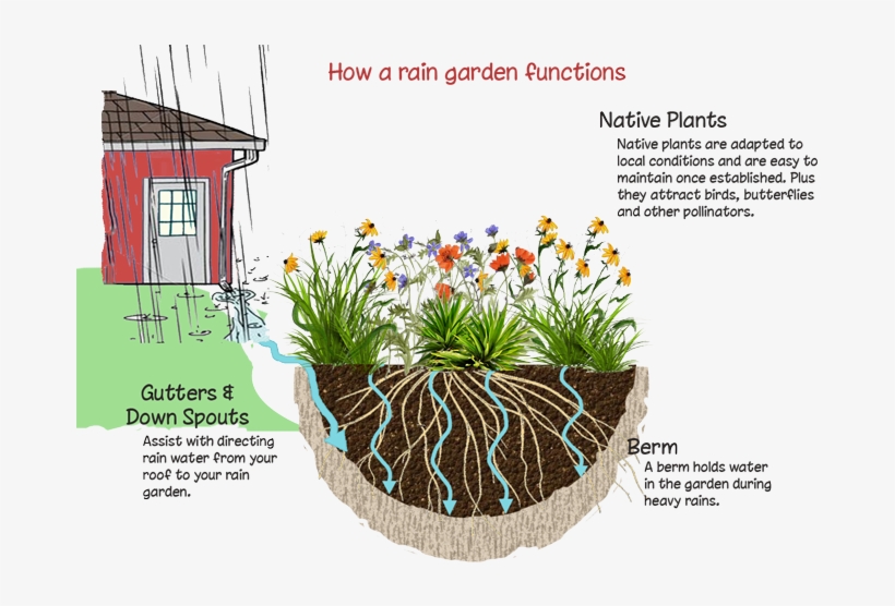 A Rain Garden Is A Shallow Depression That Is Planted - Pomfret Community School, transparent png download