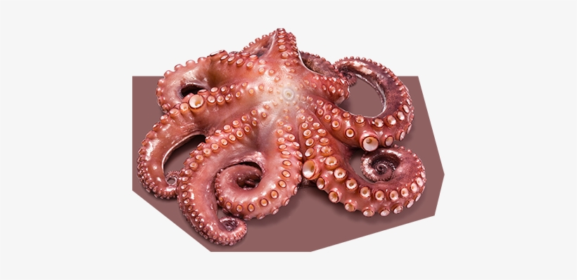 Polvo - Polvo Fresco, transparent png download