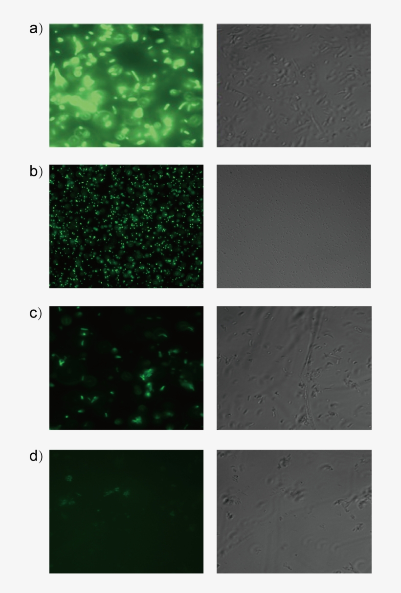 3 Orthogonality Test Under Fluorescence Microscope - Pattern, transparent png download