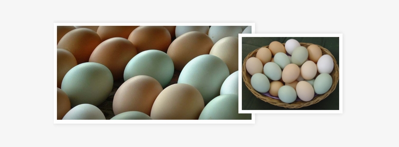Nameeggs - Farm Fresh Eggs, transparent png download