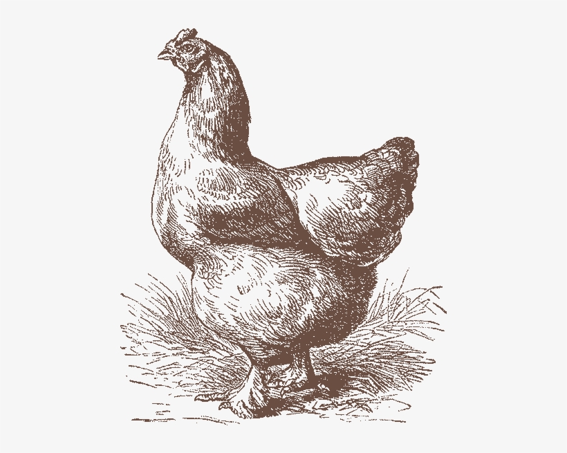 Eggs Dozen Natural - Old Chicken Illustration, transparent png download