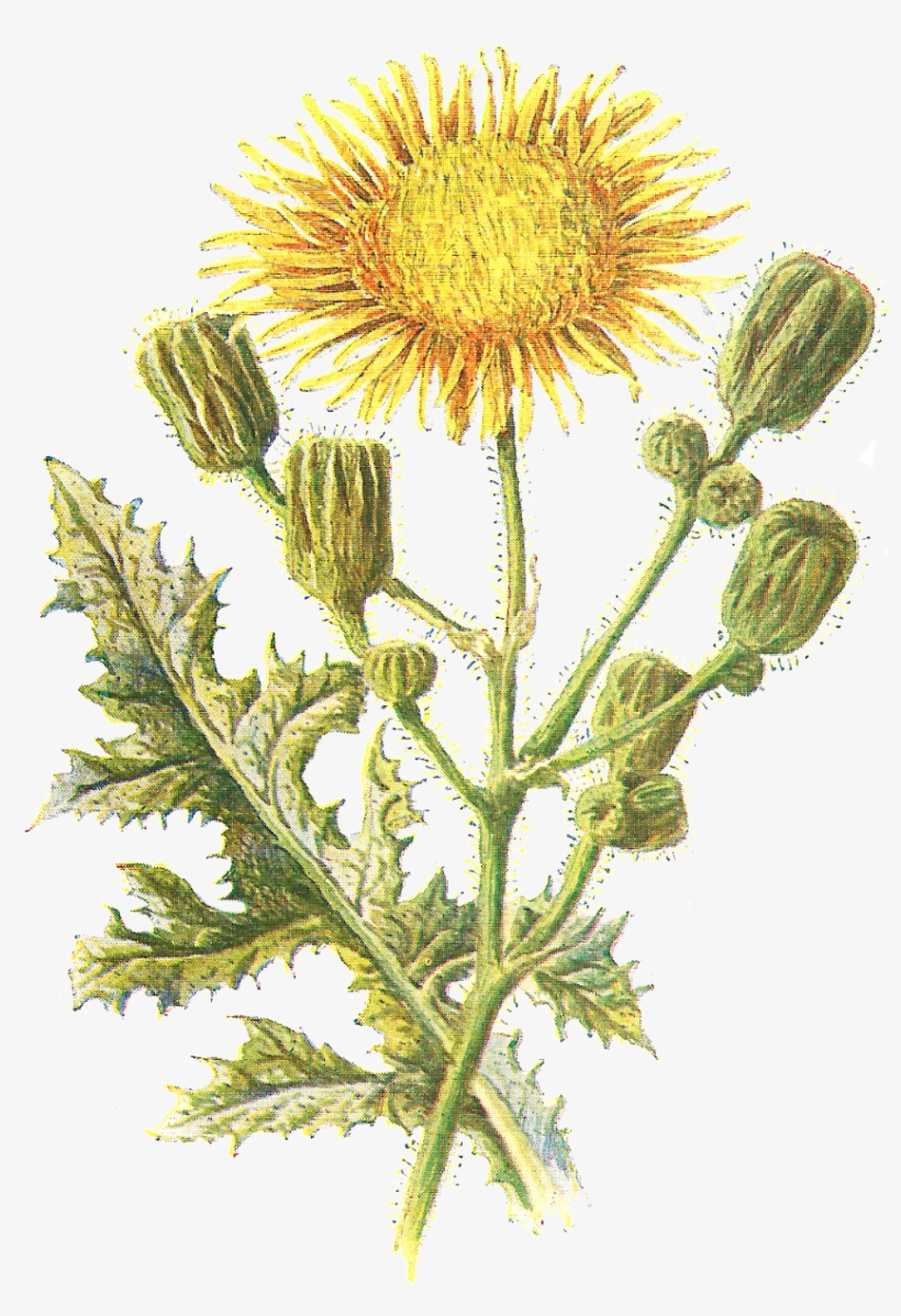 Despite This Being An Image Of A Wildflower, It Most - Corn Sow Thistle, transparent png download