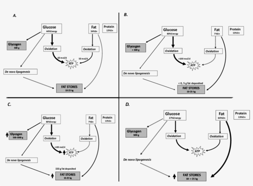 Metabolic Fate Of Carbohydrates And Fats After Meals - Carbohydrate, transparent png download