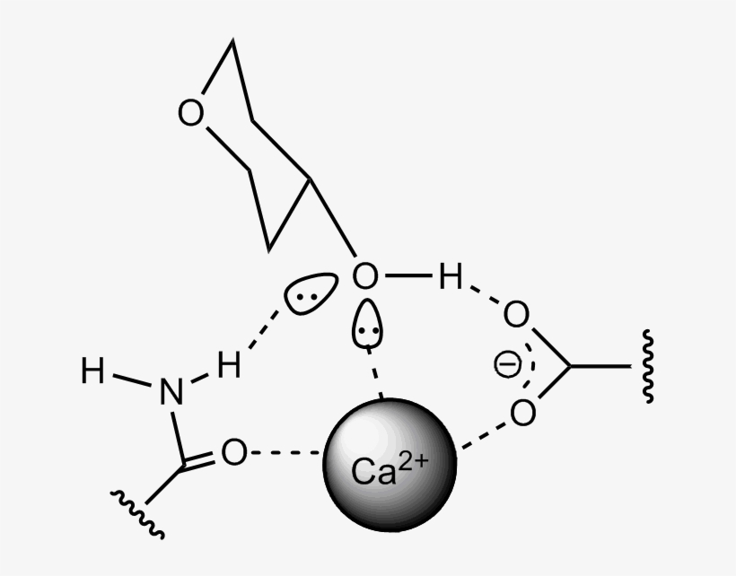 Protein Carbohydrate Binding - Lectin Carbohydrate Lingant Protein, transparent png download