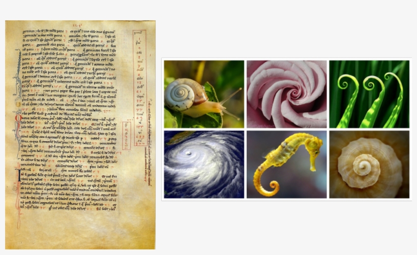 Fibonacci Sequence In Liber Abaci And Fibonacci Spiral - Earth Science, transparent png download