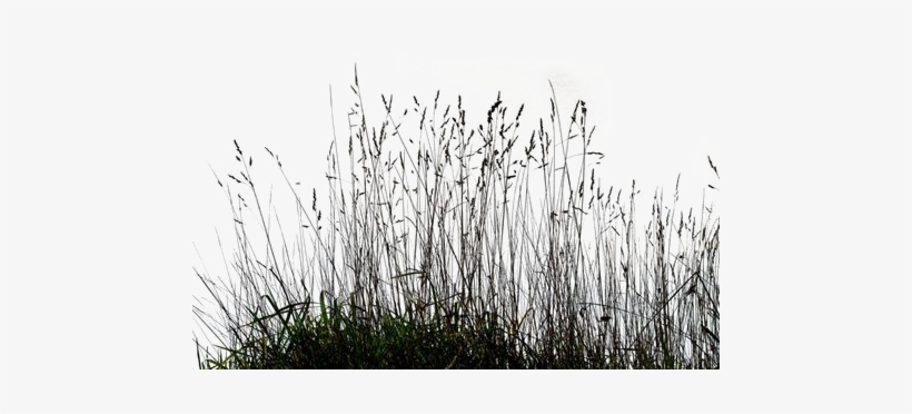 Long Grass Png Transparent Image - Grass Png For Picsart PNG Image ...