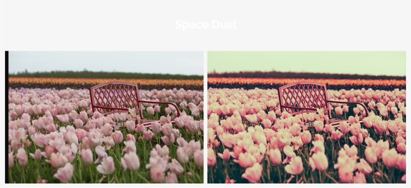 On1 Photo Raw 2019 Is An All-new Photo Editing Experience - Lady Tulip, transparent png download