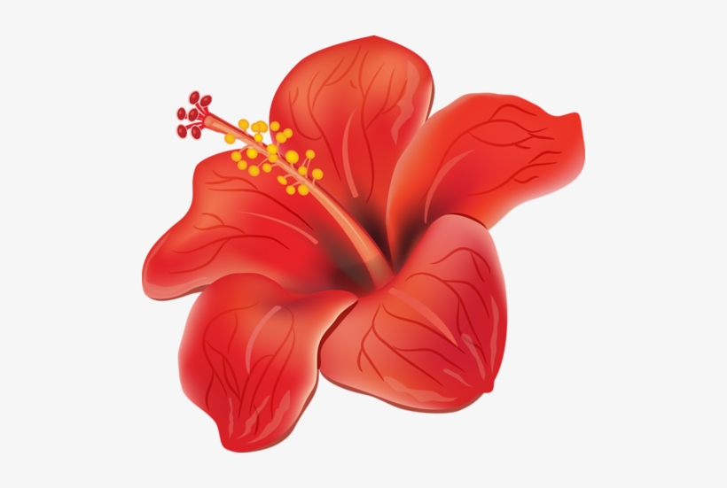 Butterfly Flowers, Flower Art, Flower Prints, Flower - Red Hibiscus Shower Curtain, transparent png download