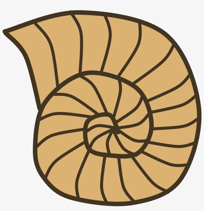 Shell Clipart - Snail Shell Clipart, transparent png download