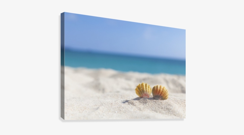 A Set Of Two Rare Rainbow Color Hawaiian Sunrise Scallop - Hawaii, transparent png download