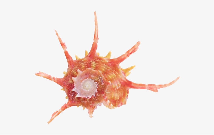 Seashell, transparent png download