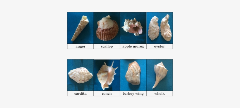Conch, transparent png download