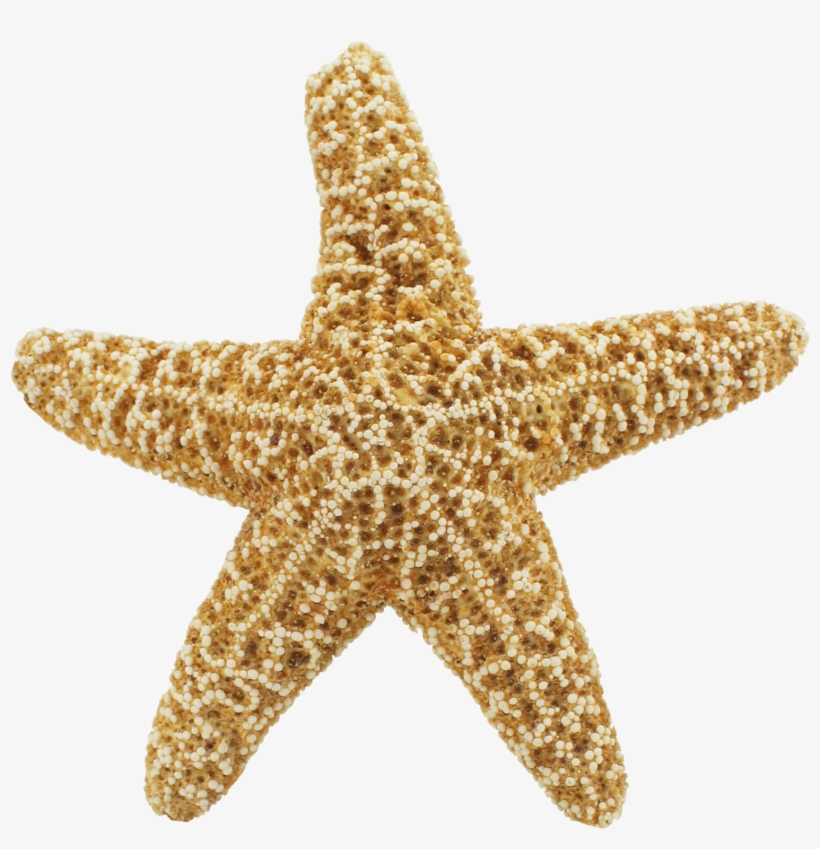 Seashells And Starfish, Ki-72 - Starfish Png, transparent png download