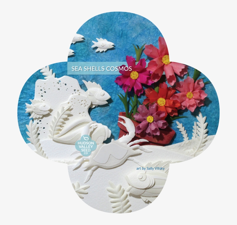 Organic Seashells Cosmos Seeds - Artificial Flower, transparent png download