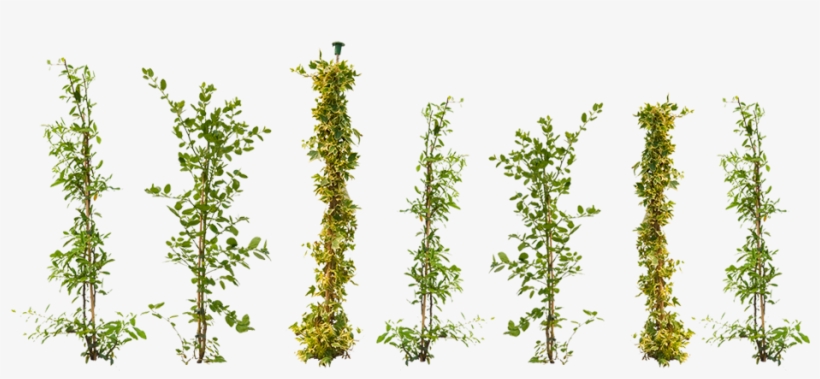 Climbing Plant Png - Climbing Plant Top View, transparent png download