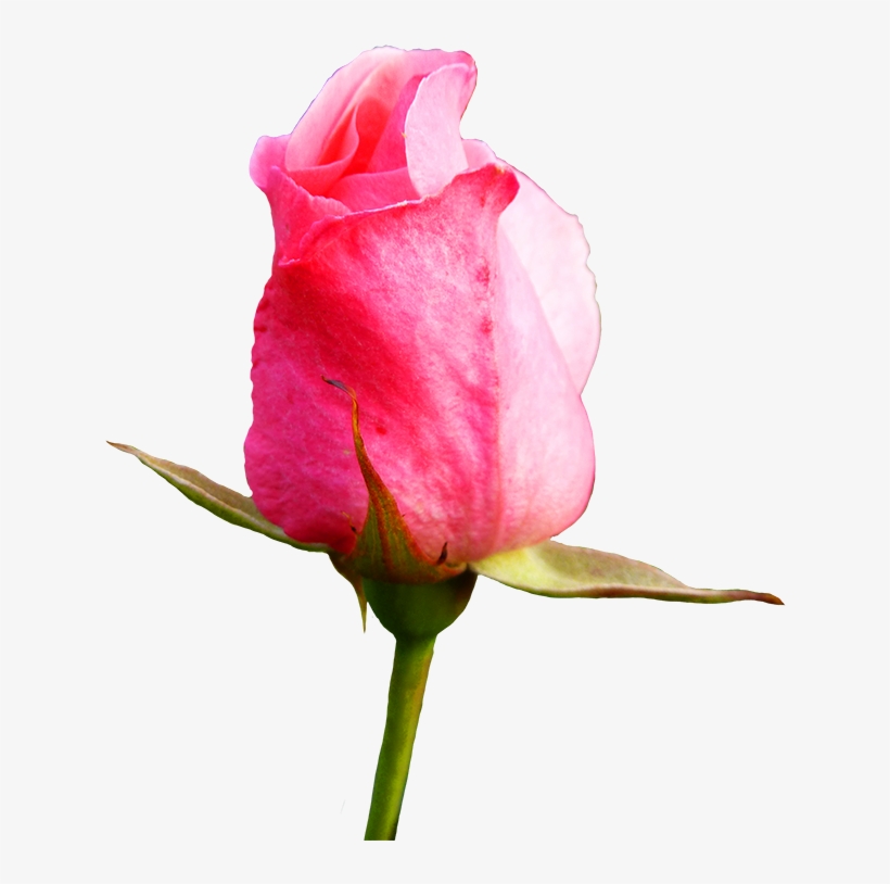 Bud Drawing Pink Rose - Pink Rose Bud, transparent png download