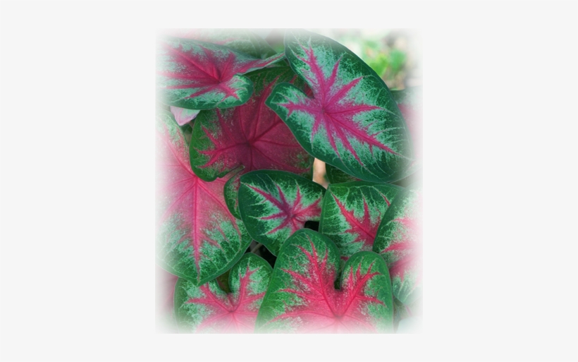 Rosebud Photo - Bulb, transparent png download