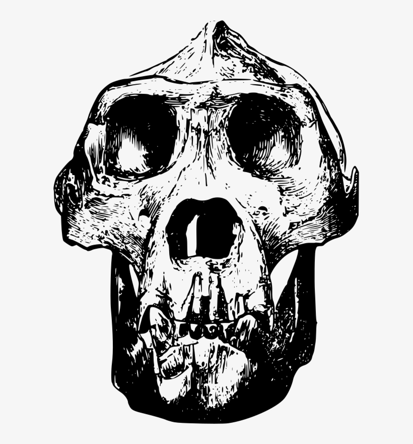 Drawn Gorilla Transparent - Gorilla Skull Clipart, transparent png download