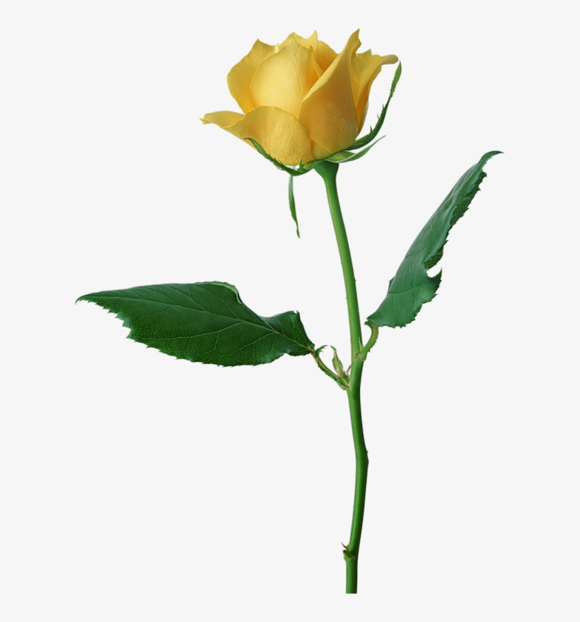 Large Yellow Rose Png Clipart - Yellow Rose Flower Png, transparent png download