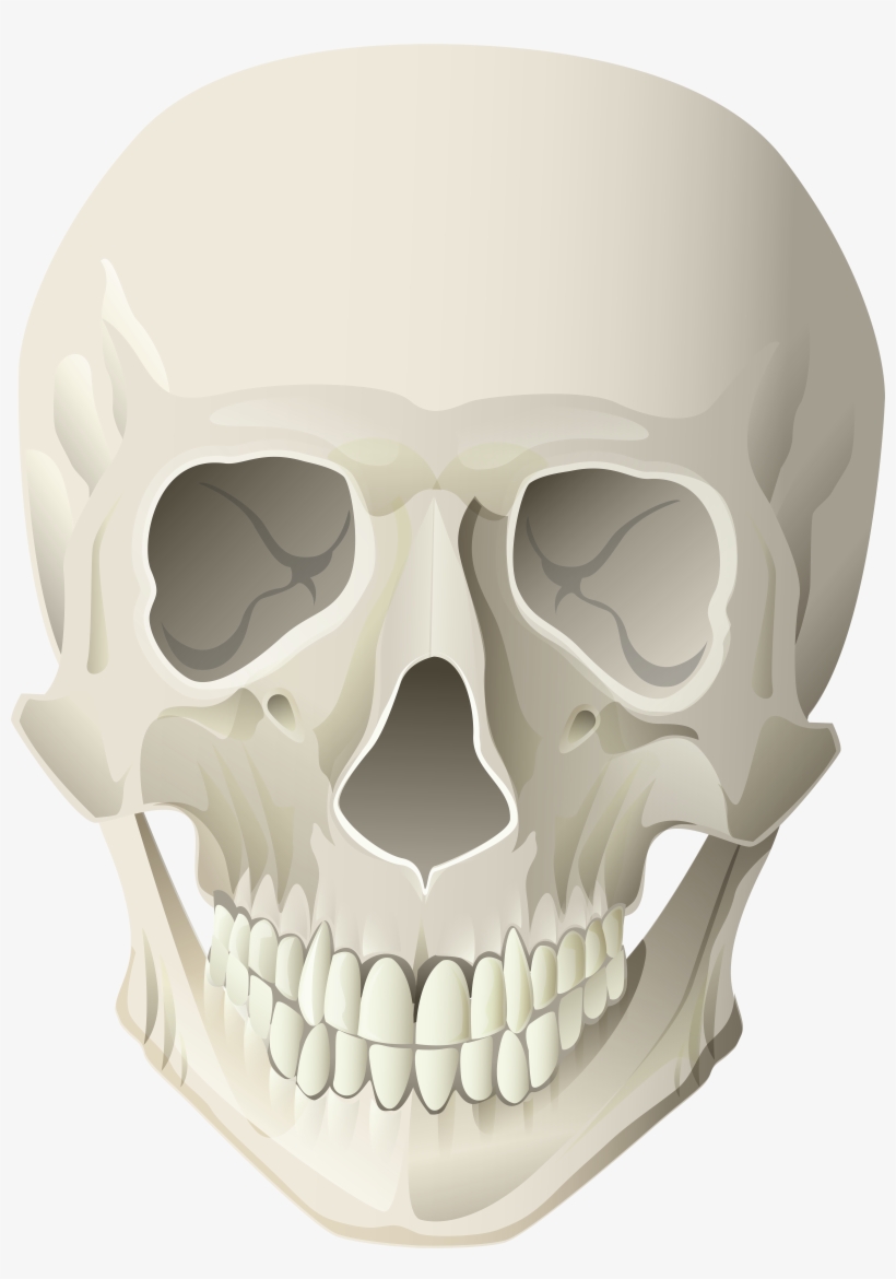Skull, transparent png download