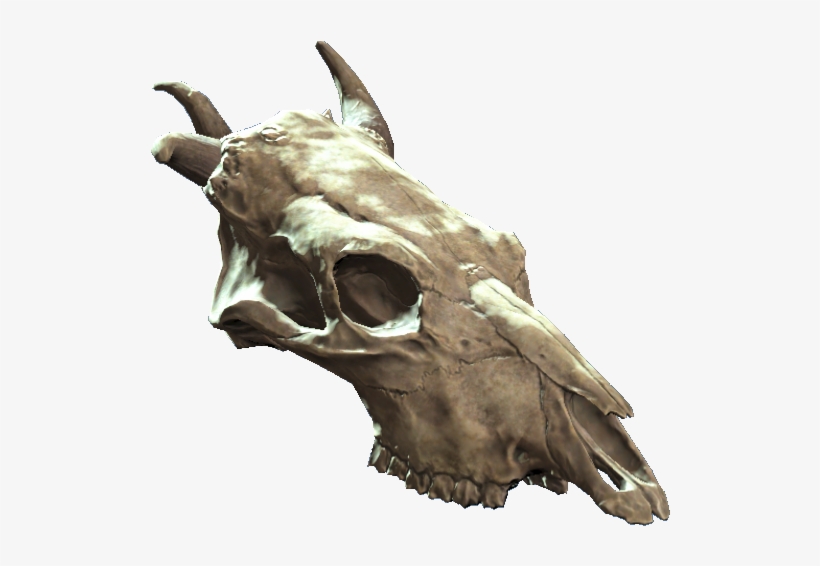 Jawless Brahmin Skull - Skull, transparent png download