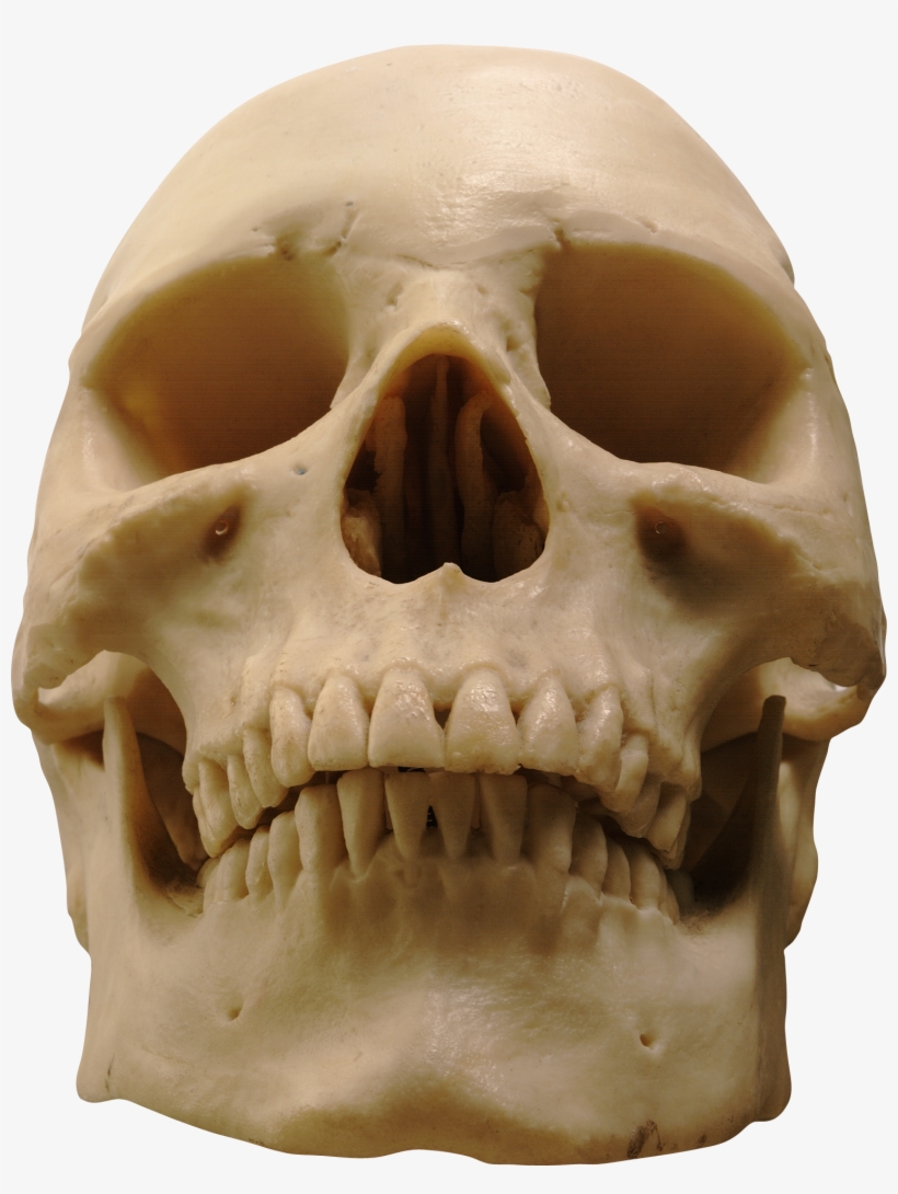 Skeleton, Skull Png Image - Skull, transparent png download