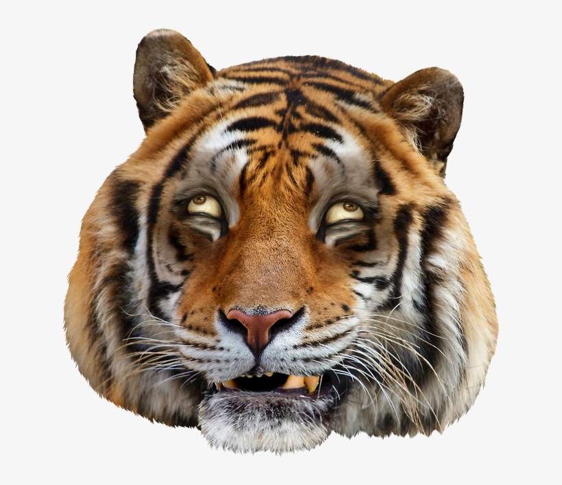 Tired Grft - Tiger Head Funny Png, transparent png download