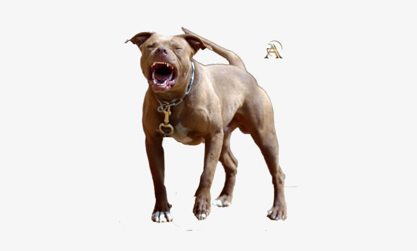 Share This Image - 5 Year Old Pitbull, transparent png download