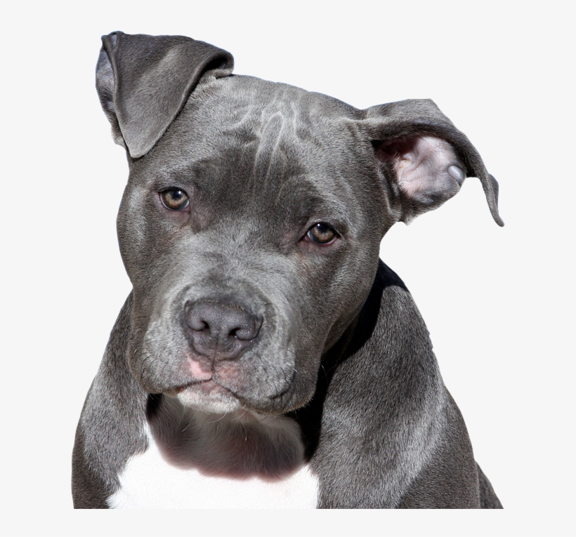 Pit Bull Rescues In Chicago - American Bully Sizing, transparent png download