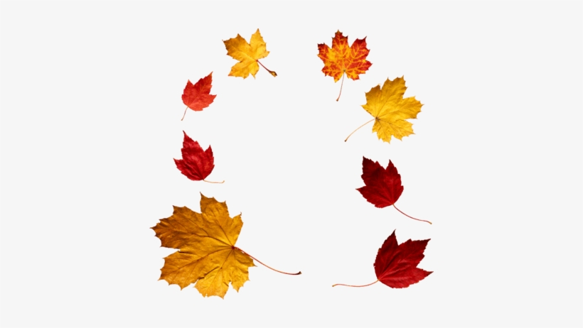 Crown Of Autumn Leaves - Autumn Png, transparent png download