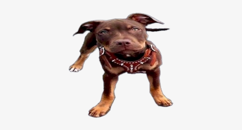 Responsible Pet Ownership Is Probably The Most Overlooked - Black And Tan Pitbull, transparent png download
