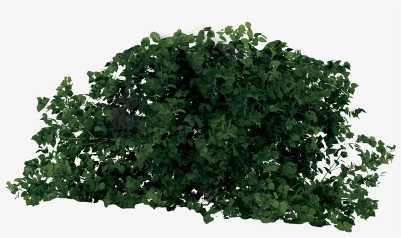Rainforest Tree - Tree, transparent png download