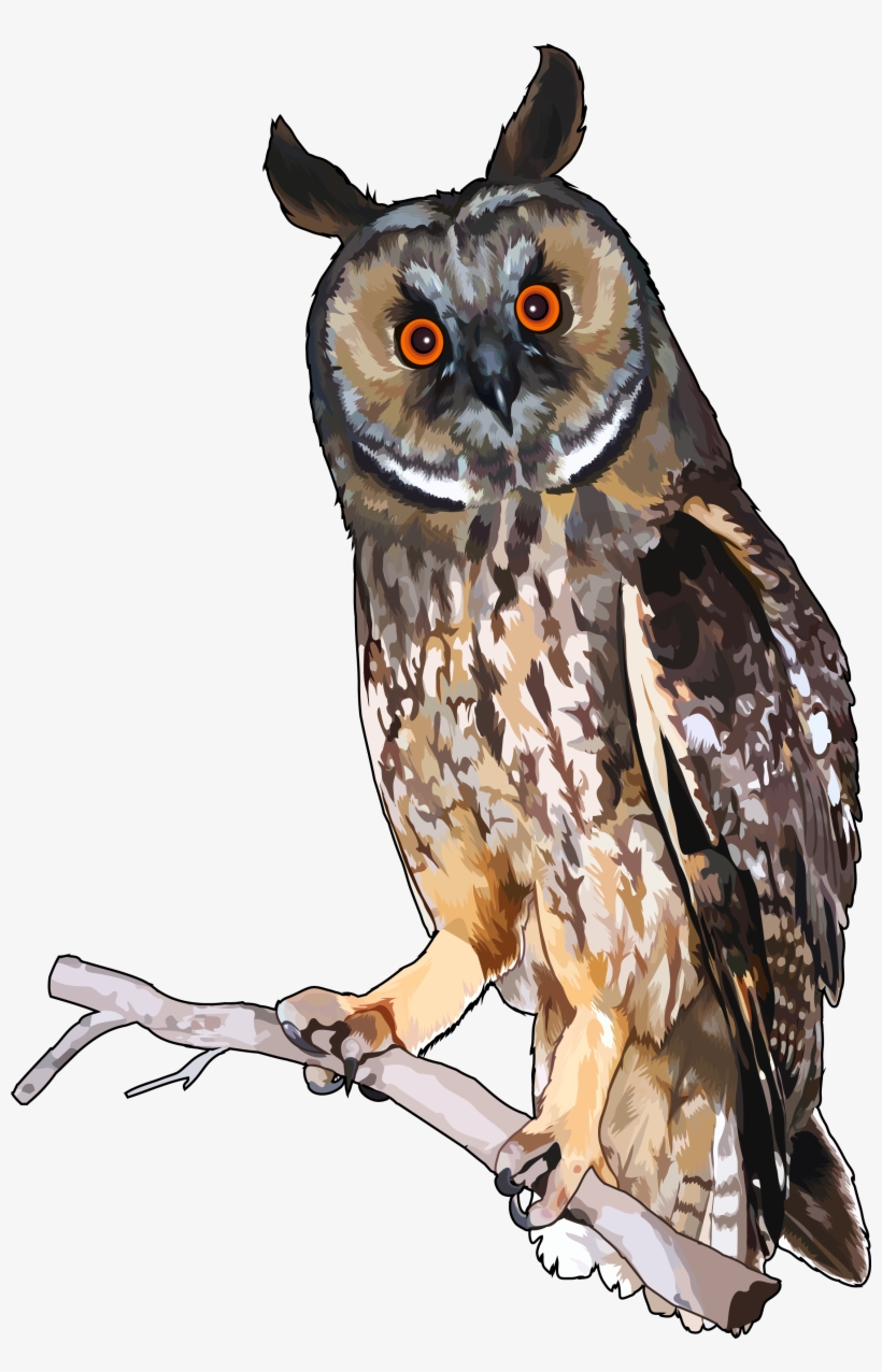 Archivo - Buho-chico - Buho Chico Canario, transparent png download