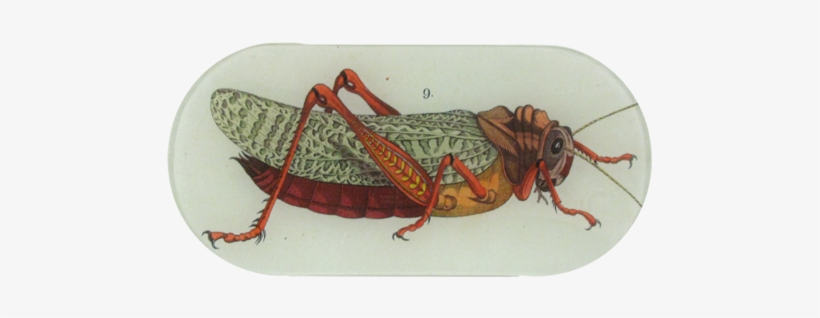 Sailing Medusa Sailing Medusa - Grasshopper, transparent png download