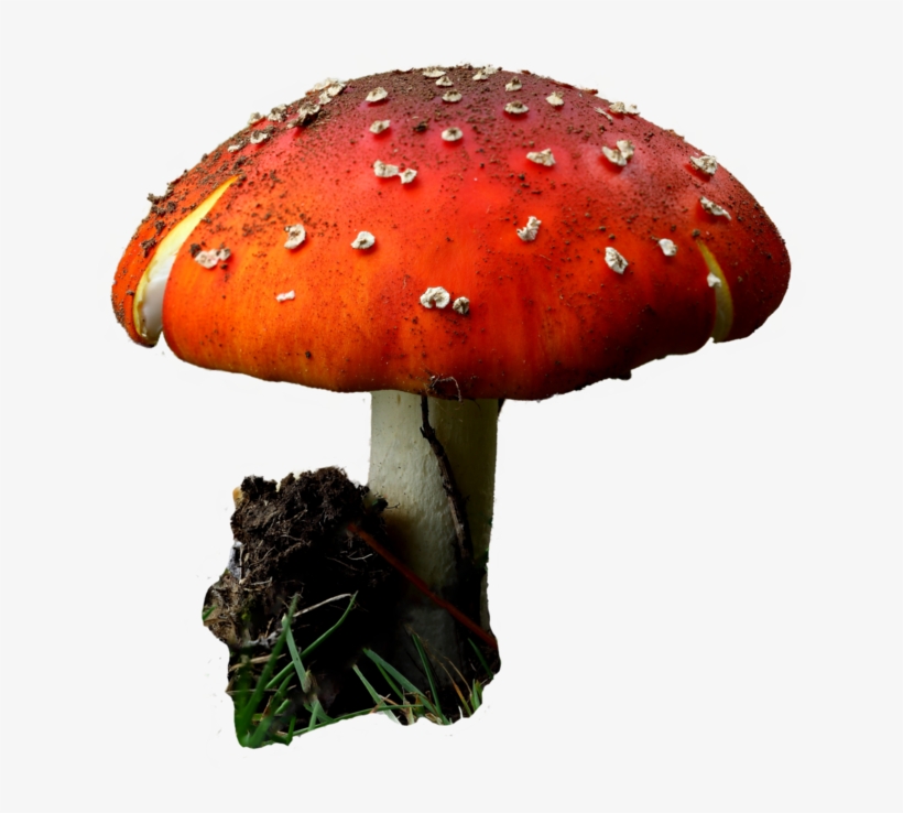 Red Mushroom On Transparent Background - Mushroom Drawing Transparent Background, transparent png download