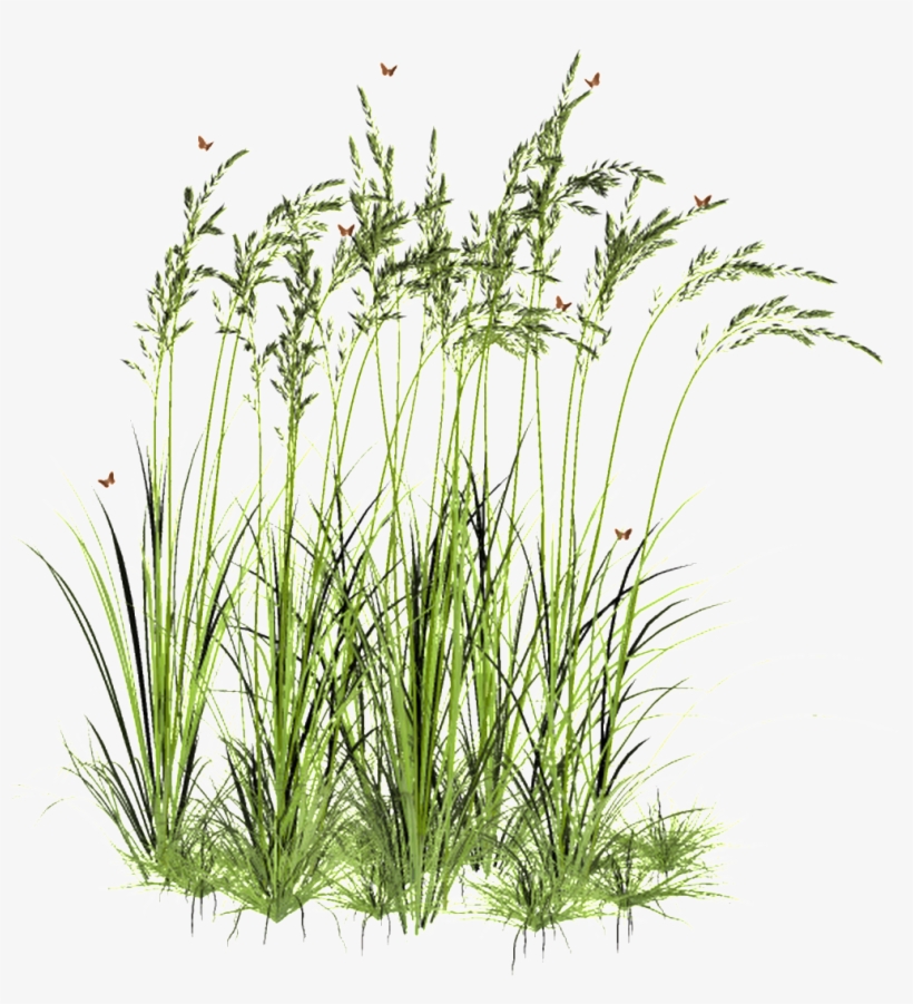 Light Wheat Field Transparent Decorative - Clip Art, transparent png download