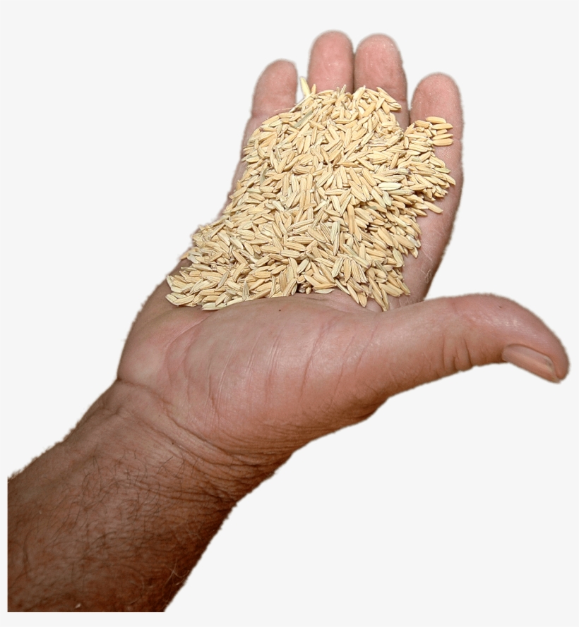 Download - Rice, transparent png download