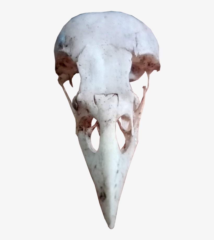 Bird Skull Photo - Skull, transparent png download