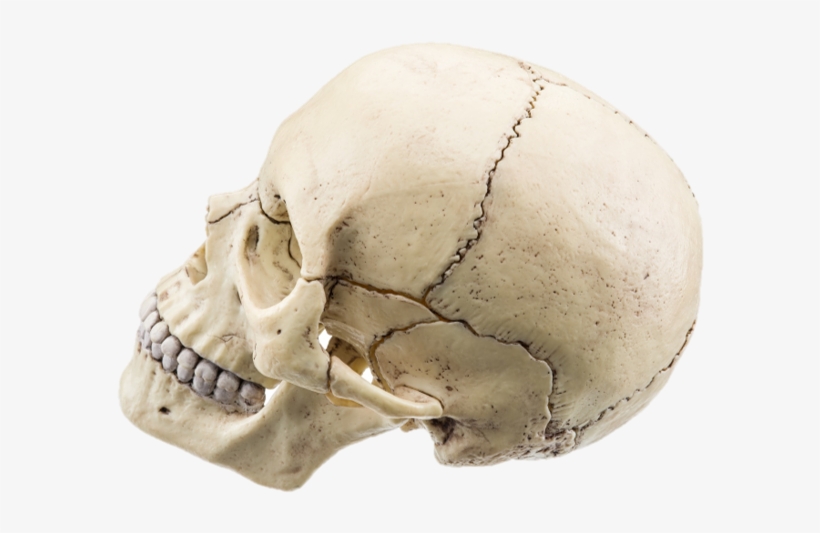 We Have Flat Bones That Make Up The Cranial Bones Of - Skull, transparent png download
