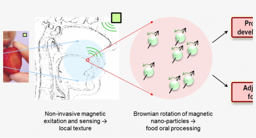 Principle Of Remote Sensing Of Texture In The Mouth - Circle, transparent png download