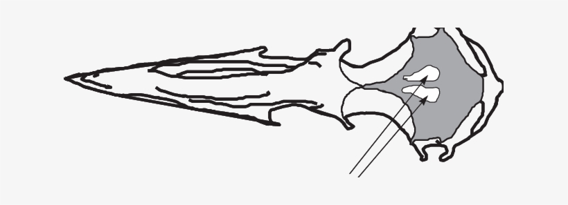 Upper Side Of A Yellow Legged Skull Showing The Non, transparent png download