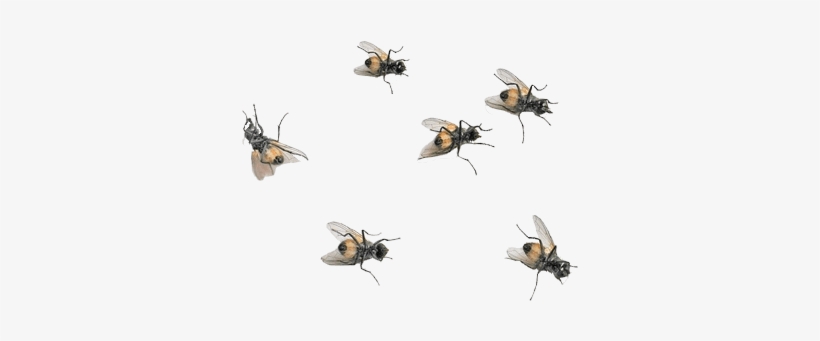 La Noticia De Las Moscas Ha Sido Recogida En Los Medios - Flies Png, transparent png download