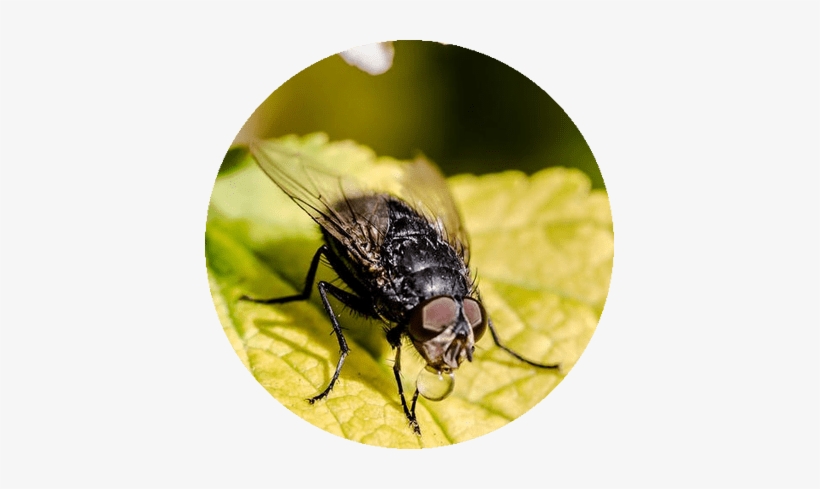 Dedetização E Controle De Moscas - Badger Realty Team: Laura Lahti Real Estate, transparent png download