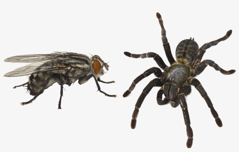 Mosca - Imagenes De Arañas Y Moscas, transparent png download