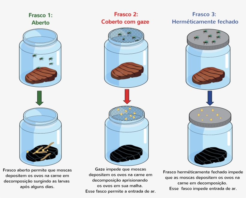 Experimento De Redi - Los Experimentos De Redi, transparent png download