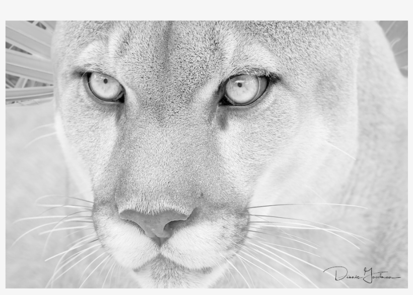 Poster: Goodman's Florida Panther, 61x46in., transparent png download