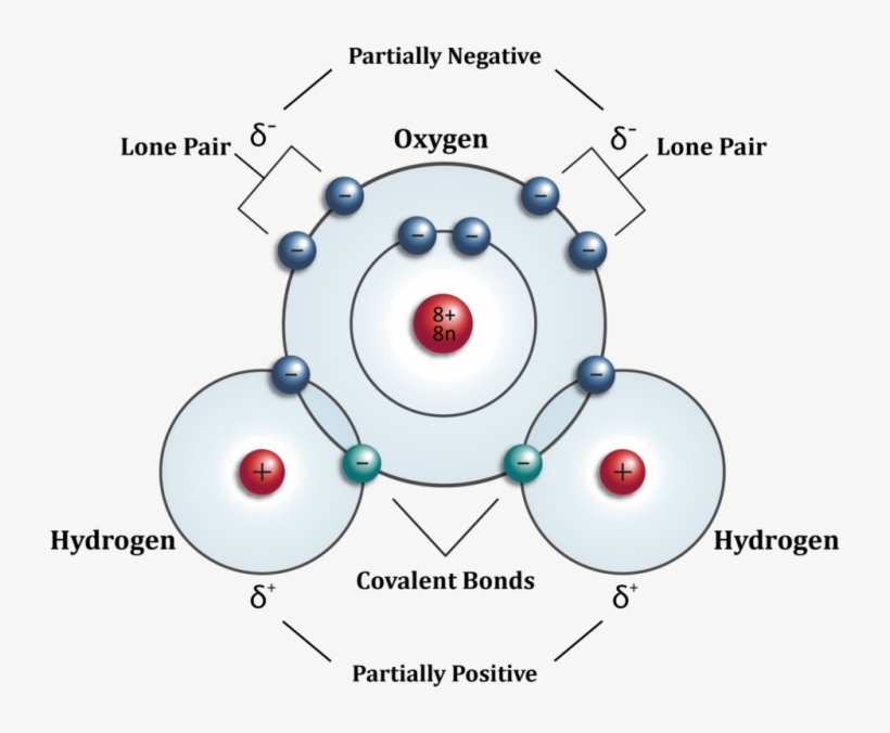 Each Water Molecule Is Electrically Neutral But Polar, - Water Atom, transparent png download