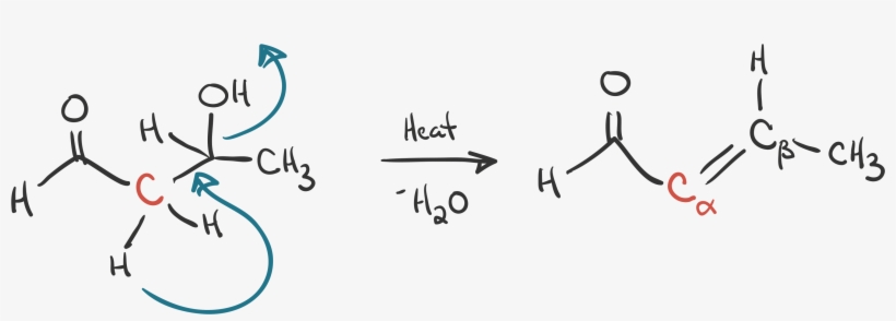 Loss Of A Water Molecule To Form The Final Product, - Calligraphy, transparent png download